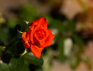 Red orange rose. A sunny bright photo with free blank copy space for text. For cards, posters, website decoration etc.