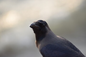 Black crow bird in blurred background 