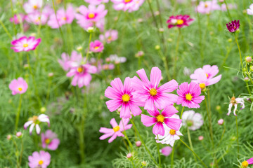Pink Cosmos flower fields. Nature background.