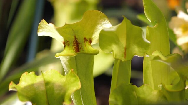 Nepenthe Tropical Carnivorous Pitcher Plant in 4k slow motion 60fps