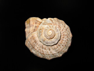 Rapana sea snail shell macro - black background