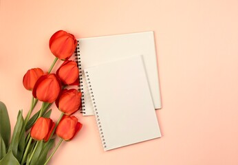 Bright red tulips on a pink background with blank notepads and copy space. Pink background with spring flowers. Postcard, mother's day, valentine's day.