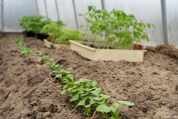 Tomatoes seedlings growing in pots before planting in the ground. Young tomato plants in pots ready to be planted in greenhouse.