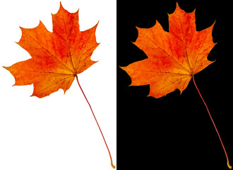 Autumn maple leaf isolated on white and black backgrounds. An orange-red maple leaf with a long stem.
