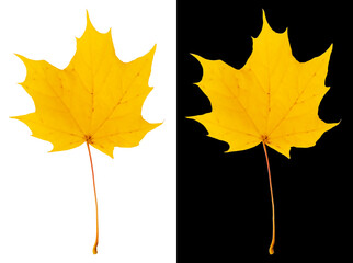 Autumn maple leaf isolated on white and black backgrounds. Bright yellow maple leaf.