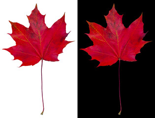 Autumn maple leaf isolated on white and black backgrounds. Beautiful crimson maple leaf.