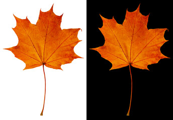 Autumn maple leaf isolated on white and black backgrounds. Buffy-orange maple leaf.