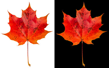 Autumn maple leaf isolated on white and black backgrounds. Picturesque red-orange maple leaf.