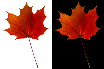 Autumn maple leaf isolated on white and black backgrounds. Crimson-orange maple leaf.