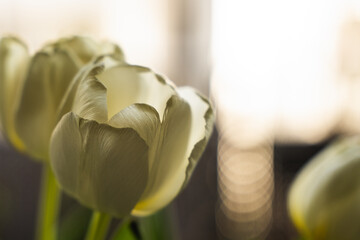 Tulipan biały w naturalny słońcu
