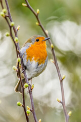 European robin (Erithacus rubecula)