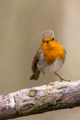 European robin (Erithacus rubecula)