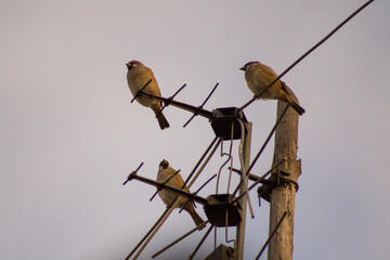 sparrow on a wire