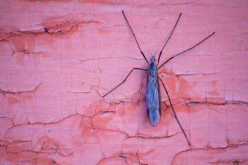 mosquito on blood