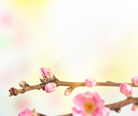 branches of flowering spring pink plum with copy space