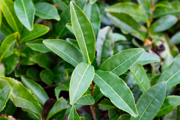 Tea Camellia sinensis the upper leaves on the bushes. Green tea leaves on a branch.
