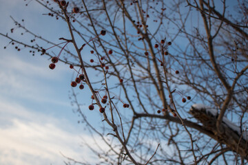 branches of a tree