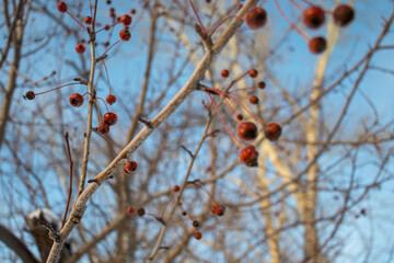 red berries on a branch