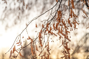 branches with dried leaves and berries in winter