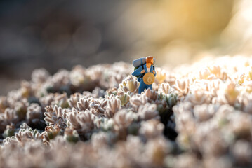 Hiker with backpack exploring a meadow during sunset