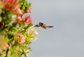 Little Hermit hummingbird, Phaethornis longuemareus, feeding on an orange and yellow Ixora hedge isolated on a gray background.