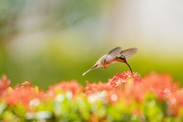 Pastel colored photo of a Little Hermit hummingbird, Phaethornis longuemareus, feeding on an orange Ixora hedge in warm sunlight.