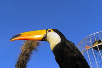 toucan of blue sky