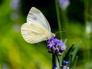 Schmetterling auf Lavendel