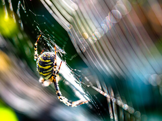 Spinne im Netz