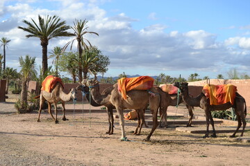 Animal Camels sky Travel Morocco Africa