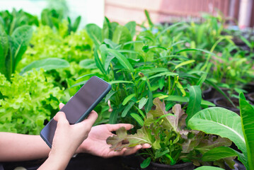 Hand holding smartphone,Organic farm background,agricultural product control technology and agriculture futures trading world market