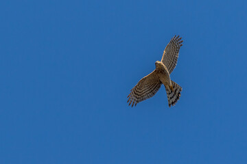 Kestrel (Falco tinnunculus)