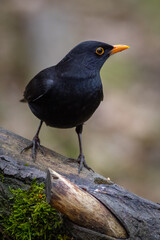 Blackbird (Turdus merula)