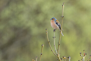 Chaffinch (Fringilla coelebs)