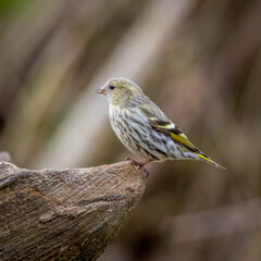 Eurasian siskin (Carduelis spinus)