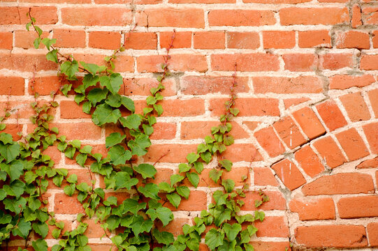 green vine wall