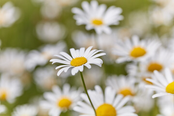 Nature background with wild flowers camomiles. Soft focus. Close up.