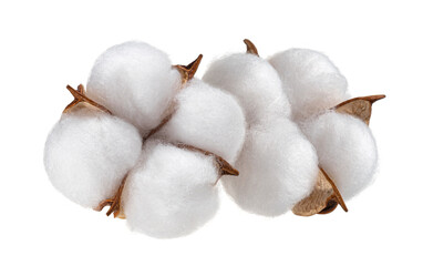 Cotton plant flower isolated on white background