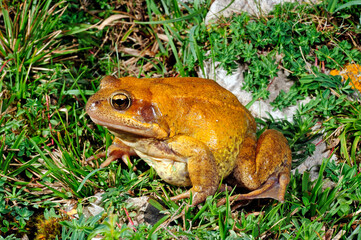 Kantabrischer Grasfrosch // Galician Common Frog (Rana parvipalmata)