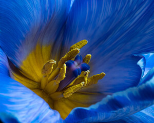 Blue Tulip flower with pollen. Black background. Macro photography