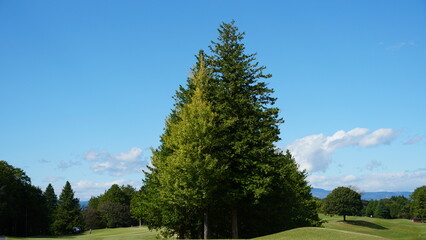 big tree and blue sky