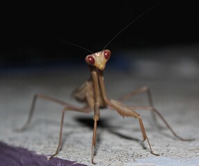 praying mantis close up