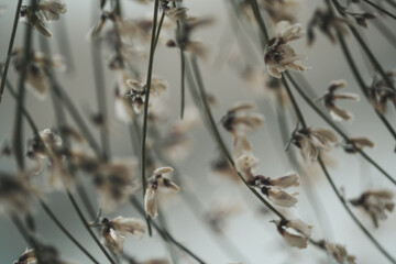 twigs with small white flowers
