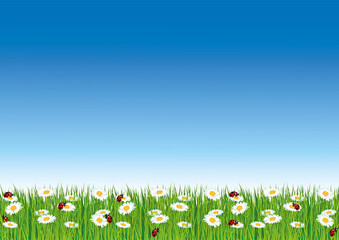 Spring vector wallpaper with blue sky and fresh green grass. Ladybugs and daisies.