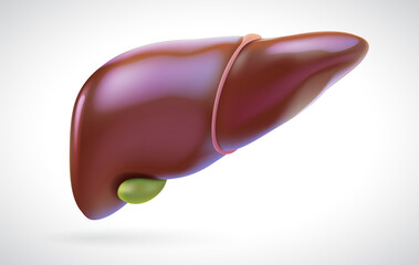 Liver and gallbladder illustration for medical and educational use.