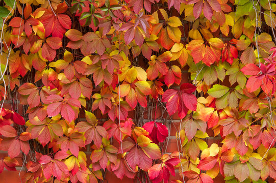 False Virginia creeper Parthenocissus inserta foliage in autumn colors