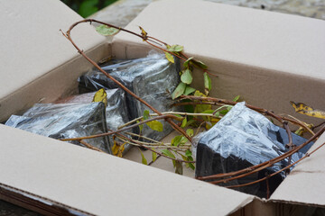 Shipping plant saplings in a carton box. Putting pots with plant saplings of blue honeysuckle or...