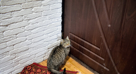 striped gray cat sits under the door, asks to go outside, close-up