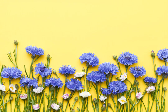 Blue cornflowers and daisy flowers on a yellow background. Greeting card, summer concept