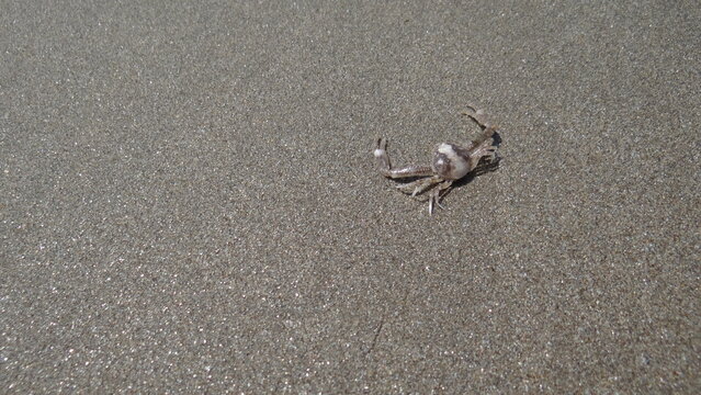 Mini crab on the beach sand.